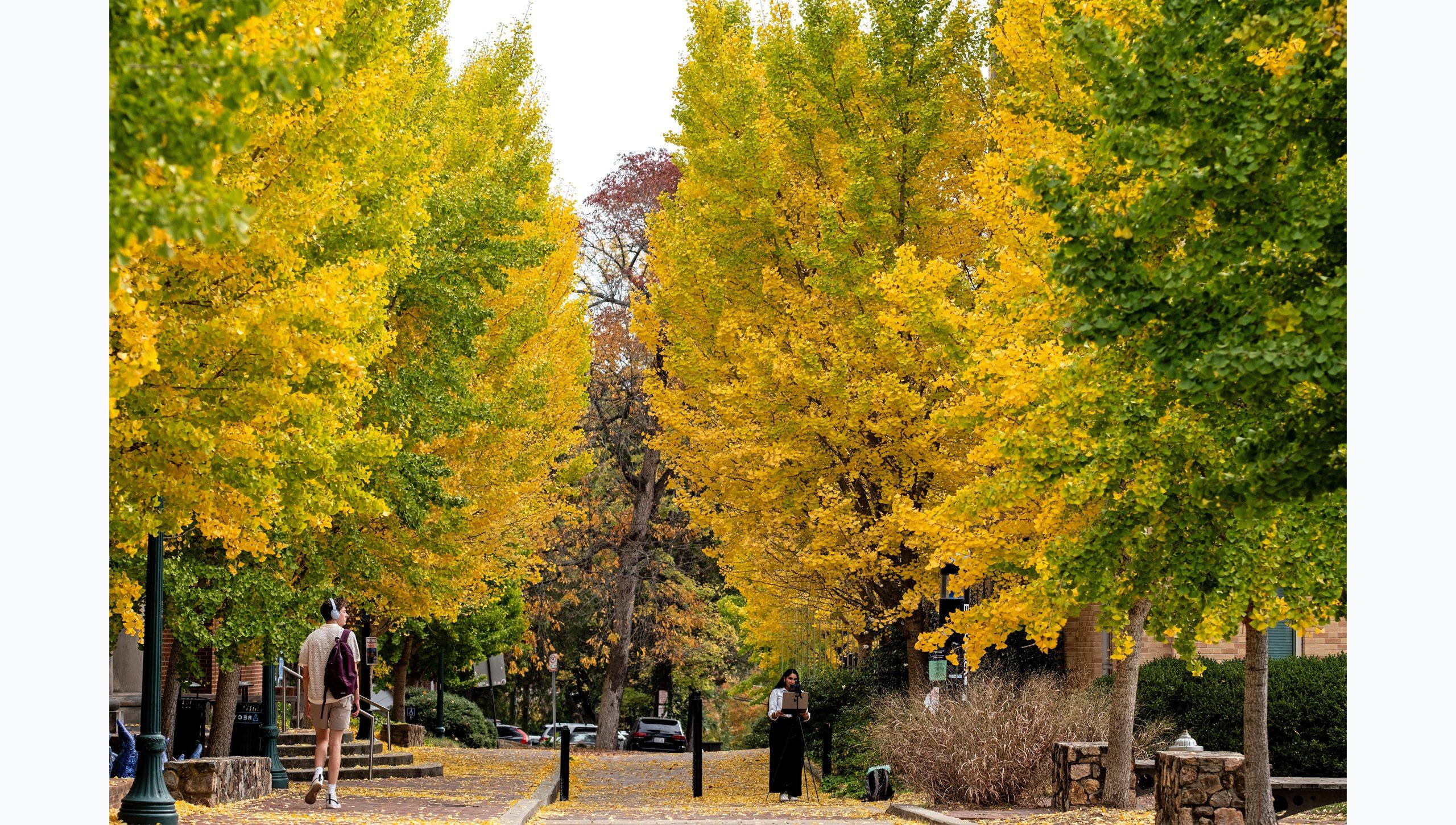 An empty pathway on the campus of UNC-Chapel Hill flanked by large trees with yellow and green leaves.